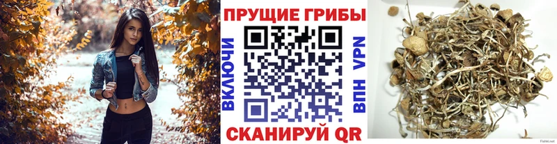 Галлюциногенные грибы Cubensis гидра как войти Обоянь